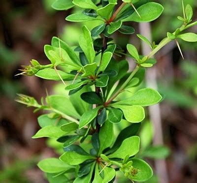 japanese barberry medicinal uses